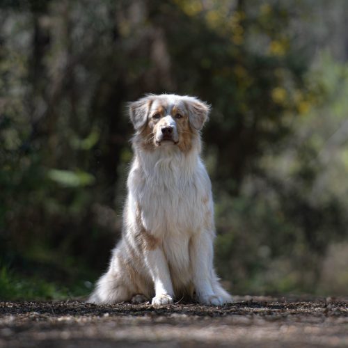 2024-04-20_Formation-photo-animaliere__DSC2049