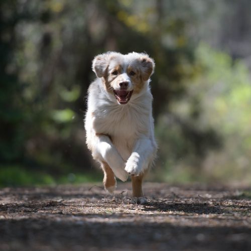 2024-04-20_Formation-photo-animaliere__DSC2107