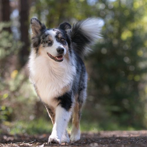 2024-04-20_Formation-photo-animaliere__DSC2441