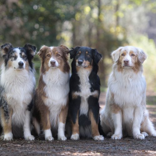 2024-04-20_Formation-photo-animaliere__DSC2533