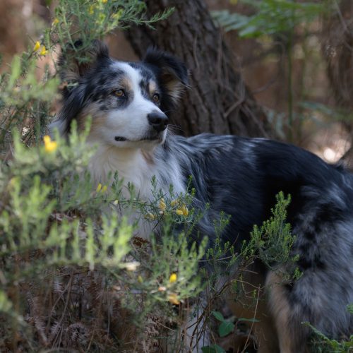 2024-04-20_Formation-photo-animaliere__DSC2823