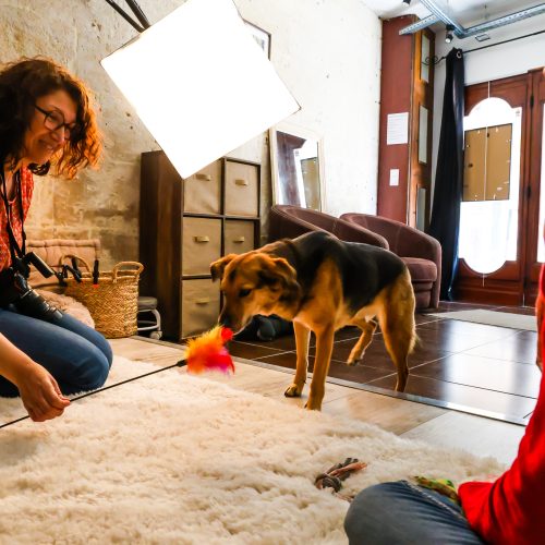 Sandra Deveau, ouvre son studio de photo d'animaux de compagnie, Animal'Art Studio, rue Basse, le 14 avril prochain le 10/04/2025.
Ici, petite séance d'essai avec la chienne Pela et sa maîtresse Isa.
Photo: Jean-André Boutier