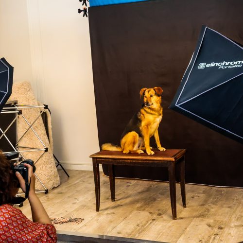 Sandra Deveau, ouvre son studio de photo d'animaux de compagnie, Animal'Art Studio, rue Basse, le 14 avril prochain le 10/04/2025.
Ici, petite séance d'essai avec la chienne Pela et sa maîtresse Isa.
Photo: Jean-André Boutier